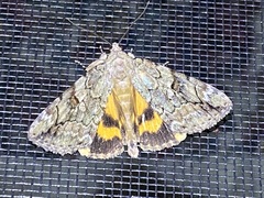 Catocala micronympha