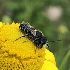 Megachile rotundata
