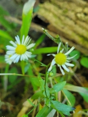 Erigeron annuus