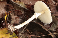 Lepiota clypeolaria