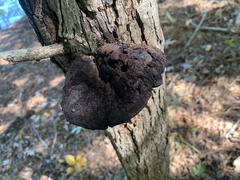 Inonotus hispidus