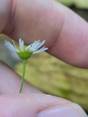 Erigeron annuus