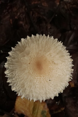 Lepiota clypeolaria