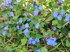 Ceratostigma plumbaginoides