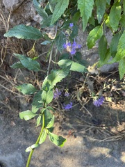 Trachelium caeruleum