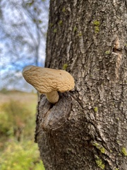 Hypsizygus