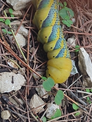 Acherontia atropos