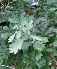 Erysiphe alphitoides