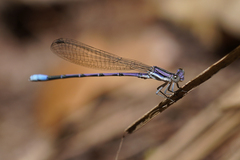 Argia hinei
