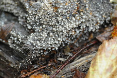 Helicogloea compressa