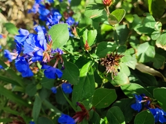 Ceratostigma plumbaginoides