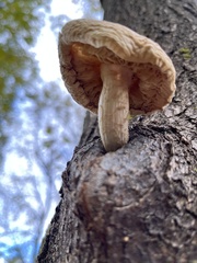 Hypsizygus