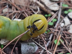 Acherontia atropos