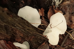 Pseudohydnum gelatinosum