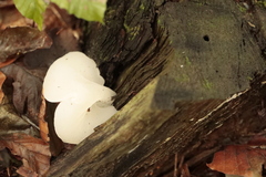 Pseudohydnum gelatinosum