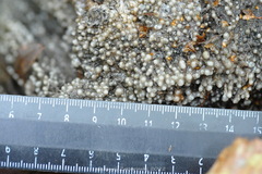 Helicogloea compressa