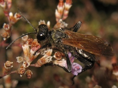 Prionyx subfuscatus