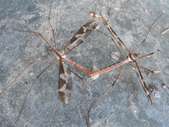 Tipula maxima