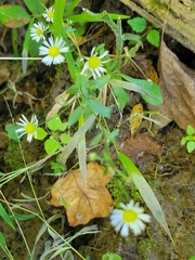 Erigeron annuus