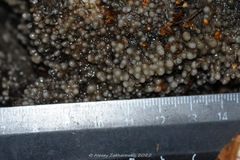 Helicogloea compressa