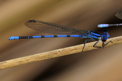 Argia tarascana