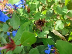 Ceratostigma plumbaginoides