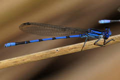 Argia tarascana