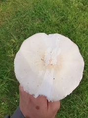 Leucoagaricus