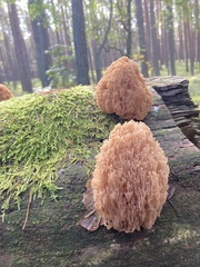 Artomyces microsporus
