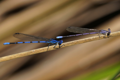 Argia tarascana