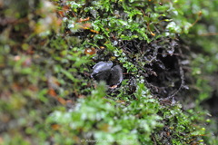 Ionomidotis irregularis