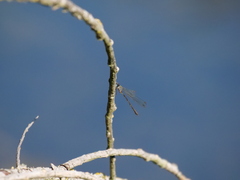 Chalcolestes viridis