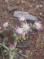 Mesembryanthemum junceum