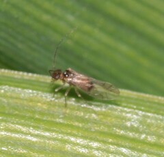 Lachesillidae