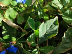 Ceratostigma plumbaginoides