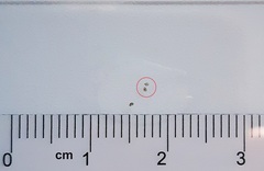 Ostracoda