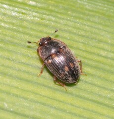 Stelidota geminata