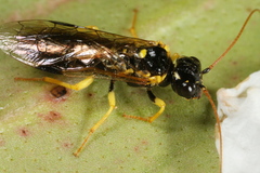 Pamphilius sylvaticus