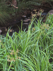Scirpus microcarpus