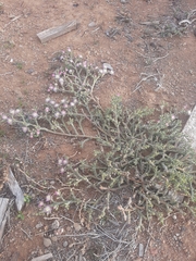 Mesembryanthemum junceum