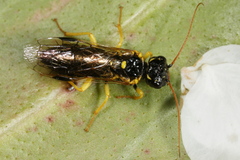 Pamphilius sylvaticus