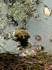 Lithobates clamitans