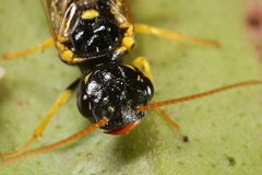 Pamphilius sylvaticus