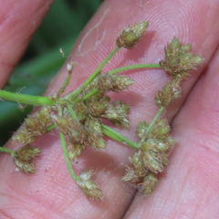 Scirpus microcarpus