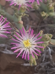 Mesembryanthemum junceum