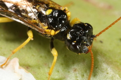 Pamphilius sylvaticus