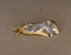Loxostege albiceralis