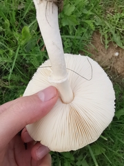 Leucoagaricus