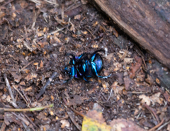 Anoplotrupes stercorosus