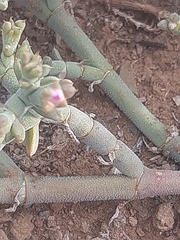 Mesembryanthemum junceum